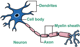 Illustration of a healthy neuron